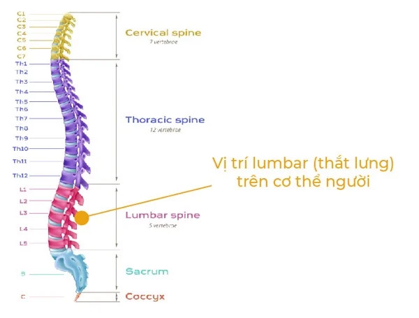 Phần lumbar (thắt lưng) của con người.